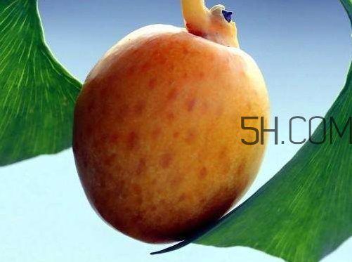 銀杏果可以泡水喝嗎 銀杏果泡水喝怎么處理 銀杏果可以泡水喝嗎 銀杏果泡水喝怎么處理