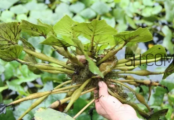 菱角好吃嗎？菱角長在什么地方