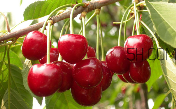 櫻桃是涼性還是熱性？櫻桃不能和什么一起吃？