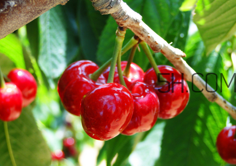 櫻桃可以天天吃嗎？櫻桃的營養(yǎng)價(jià)值