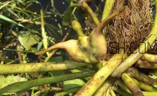 菱角好吃嗎？菱角長在什么地方