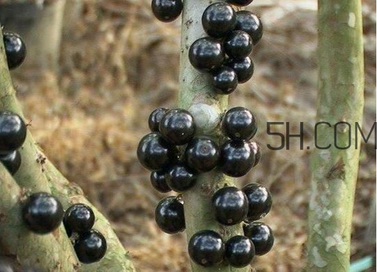 嘉寶果幾年結果？嘉寶果好吃嗎