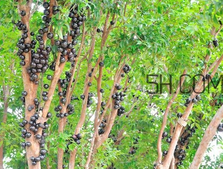 嘉寶果怎么吃？嘉寶果什么時候種植