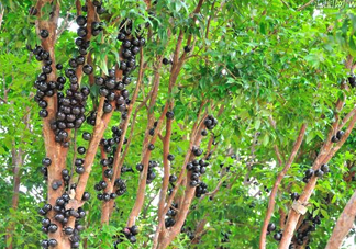 嘉寶果怎么吃？嘉寶果什么時(shí)候種植