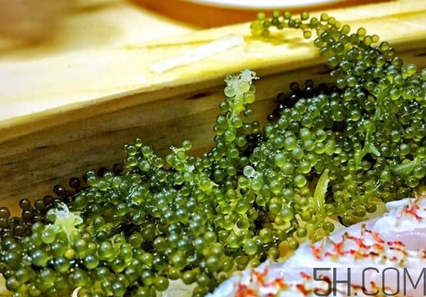 海葡萄有什么功效？海葡萄人工養(yǎng)殖條件