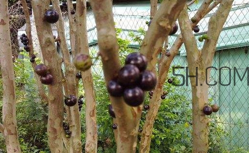 嘉寶果幾年結果？嘉寶果好吃嗎