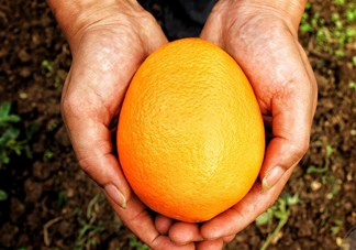 褚橙什么牌子最正宗？褚橙的種植技術(shù)