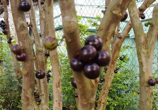 嘉寶果幾年結(jié)果？嘉寶果好吃嗎