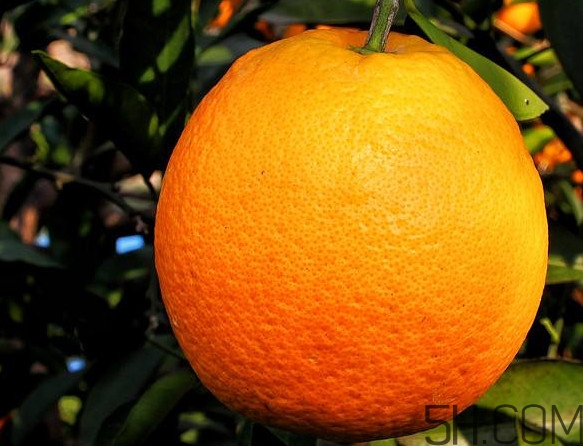 褚橙真的那么好吃嗎？褚橙哪里可以買到