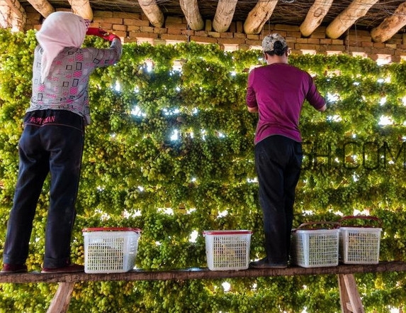 葡萄干怎么做的？葡萄干是酸性還是堿性