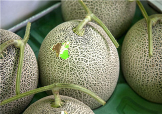 怎么看哈密瓜是否成熟？哈密瓜和牛奶能同時吃嗎？
