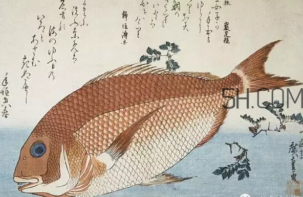 鯛魚是什么魚？鯛魚是什么樣子的