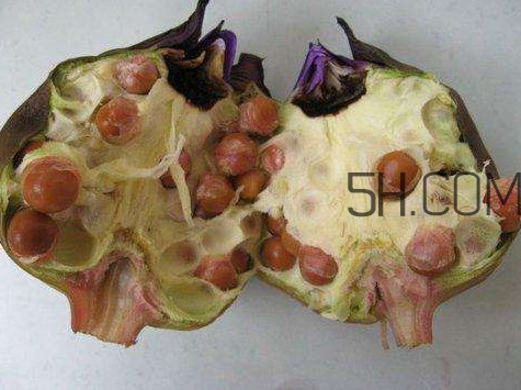 芡實有什么作用？芡實是哪里的特產(chǎn)