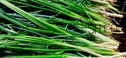 如何挑選新鮮的韭菜？野韭菜與韭菜的區(qū)別