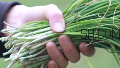 如何挑選新鮮的韭菜？野韭菜與韭菜的區(qū)別