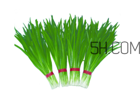 如何鑒別毒韭菜？吃野韭菜的營養(yǎng)價值