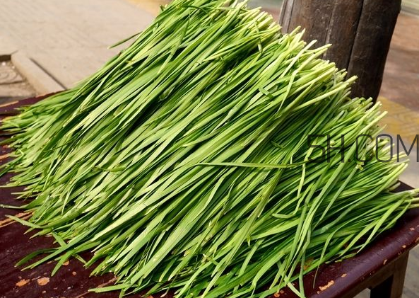 立秋后可以種韭菜嗎？怎樣種韭菜？