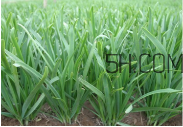 韭菜種植條件有哪些？韭黃和韭菜的區(qū)別