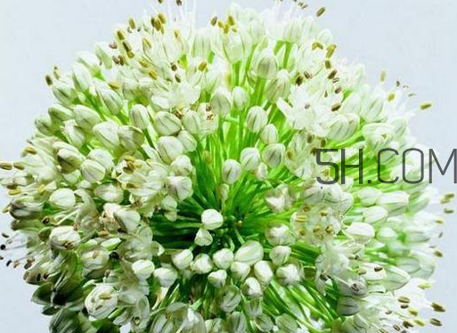 什么人不能吃韭菜花？肝火旺可以吃韭菜嗎？