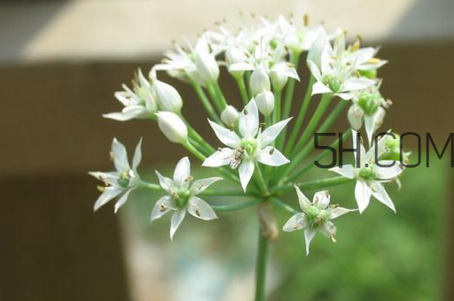 什么人不能吃韭菜花？肝火旺可以吃韭菜嗎？