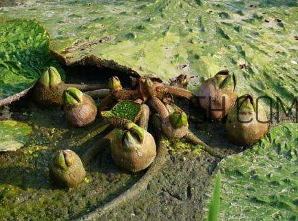 芡實(shí)是蓮子嗎？芡實(shí)是長(zhǎng)在哪里的