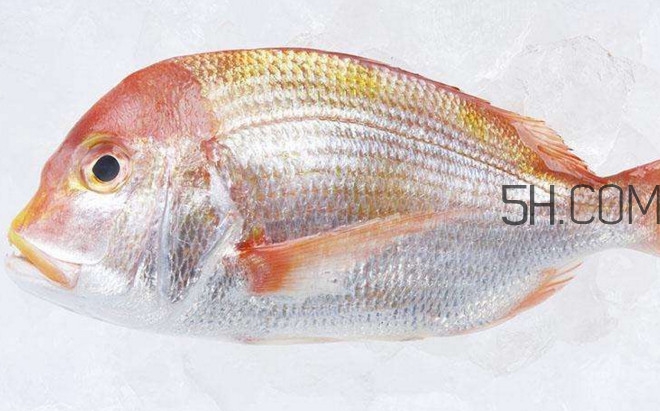 鯛魚是什么魚？鯛魚是什么樣子的