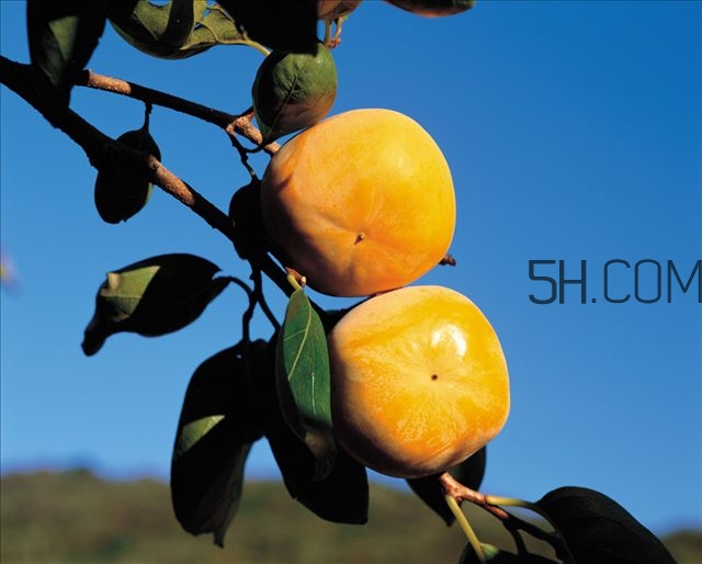 柿子葉祛斑是真的嗎 柿子葉怎么祛斑 柿子葉祛斑是真的嗎 柿子葉怎么祛斑