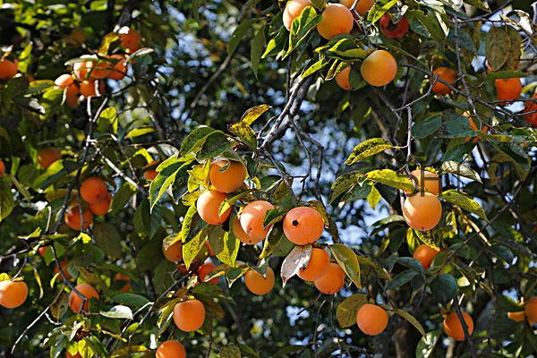 柿子葉祛斑是真的嗎 柿子葉怎么祛斑 柿子葉祛斑是真的嗎 柿子葉怎么祛斑