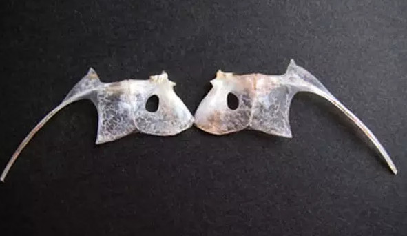 鯛魚多少錢一斤？鯛魚魚骨有什么營養(yǎng)價值