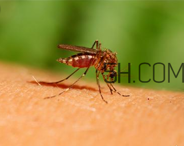 嬰兒肚臍眼鼓出來(lái)是怎么回事？蚊蟲叮咬嬰兒應(yīng)該怎么辦？