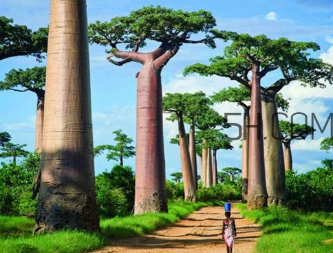 猴面包樹果實好吃嗎？猴面包樹果實怎么吃