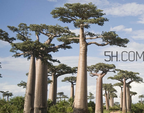 猴面包樹(shù)生長(zhǎng)在哪里？猴面包樹(shù)名字的由來(lái)