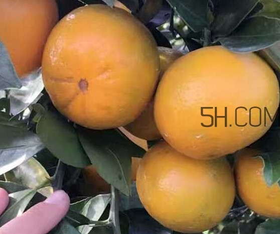 種皇帝柑1棵成本多少？皇帝柑怎么種植