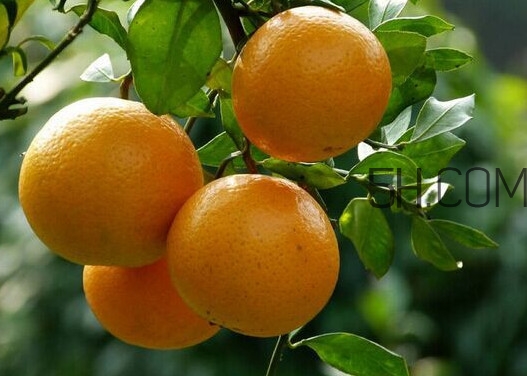 皇妃貢柑和皇帝柑有什么不同？皇帝柑的熱量是多少