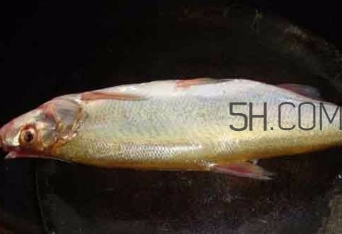 刁子魚是什么魚？刁子魚是翹嘴鲌嗎