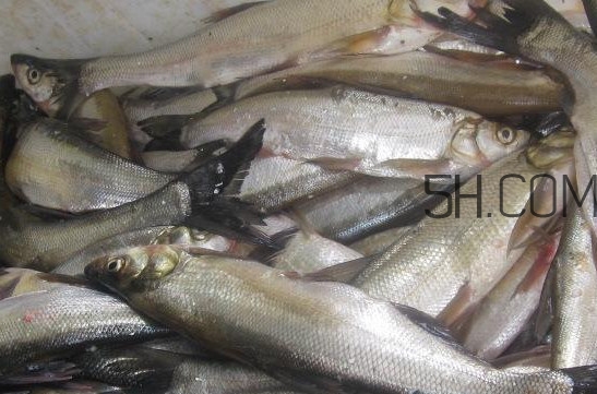 刁子魚是淡水魚嗎？刁子魚怎么釣