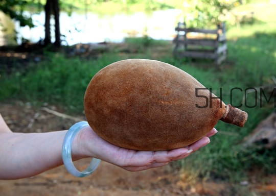 猴面包樹和面包樹是同一種植物嗎？猴面包樹能在北方種植嗎