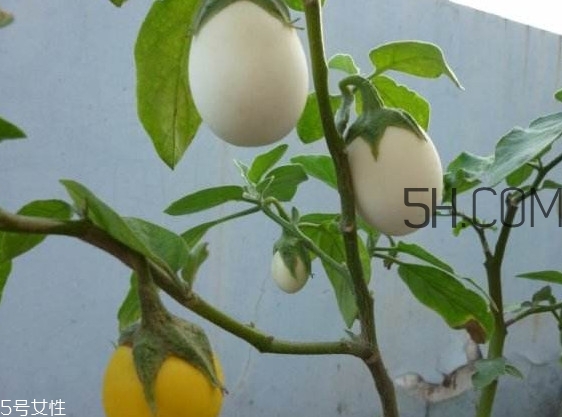 蛋樹果實可以吃嗎？蛋樹長什么樣