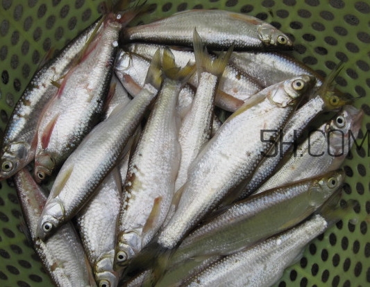 刁子魚是什么魚？刁子魚是翹嘴鲌嗎