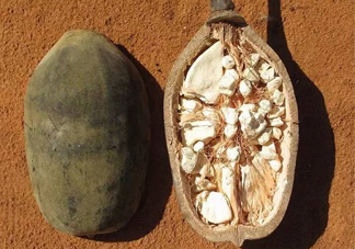 猴面包樹(shù)果實(shí)好吃嗎？猴面包樹(shù)果實(shí)怎么吃