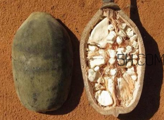 猴面包樹果實好吃嗎？猴面包樹果實怎么吃