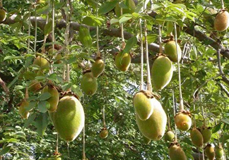 猴面包樹和面包樹有什么區(qū)別？猴面包樹果實叫什么