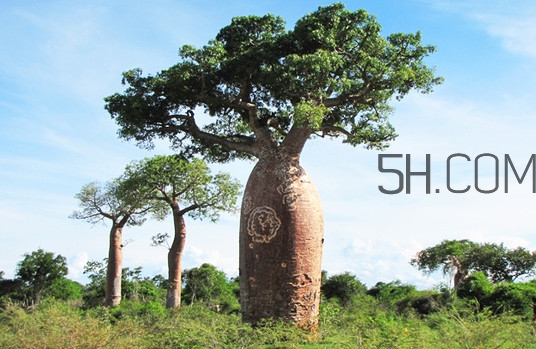 猴面包樹和面包樹有什么區(qū)別？猴面包樹果實叫什么