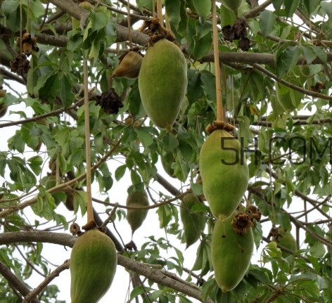 猴面包樹(shù)生長(zhǎng)在哪里？猴面包樹(shù)名字的由來(lái)