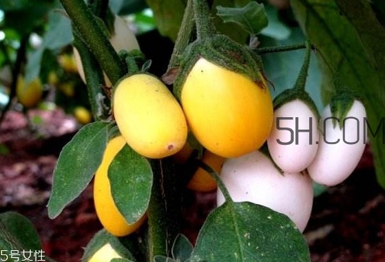 蛋樹果實可以吃嗎？蛋樹長什么樣