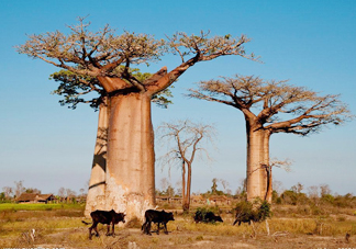 猴面包樹和面包樹是同一種植物嗎？猴面包樹能在北方種植嗎