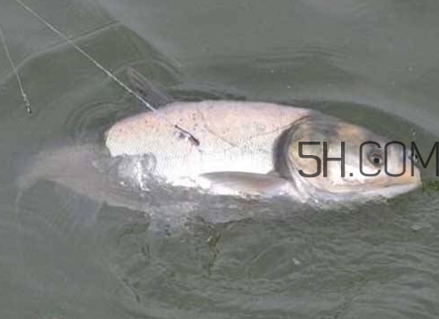 鰱鳙為什么不開口 鰱鳙不開口怎么辦 鰱鳙為什么不開口 鰱鳙不開口怎么辦