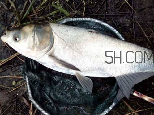 鰱鳙為什么不開口 鰱鳙不開口怎么辦 鰱鳙為什么不開口 鰱鳙不開口怎么辦