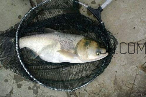 鰱鳙為什么不開口 鰱鳙不開口怎么辦 鰱鳙為什么不開口 鰱鳙不開口怎么辦