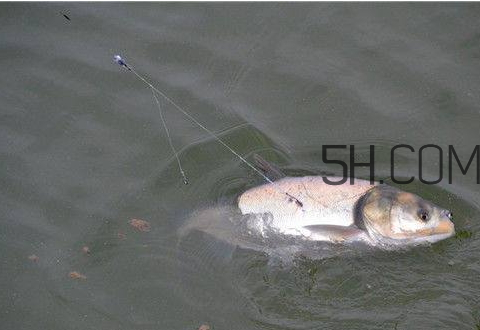 鰱鳙怎么釣 鰱鳙釣多深 鰱鳙怎么釣 鰱鳙釣多深